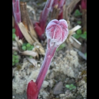 Paeonia Lactiflora cv Solvatare (fam Paeoniacees) (02)
